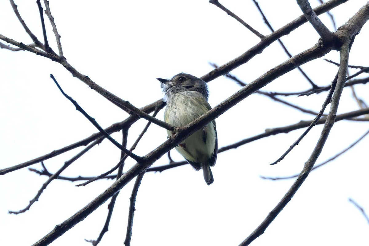 White-bellied Pygmy-Tyrant - ML640463775