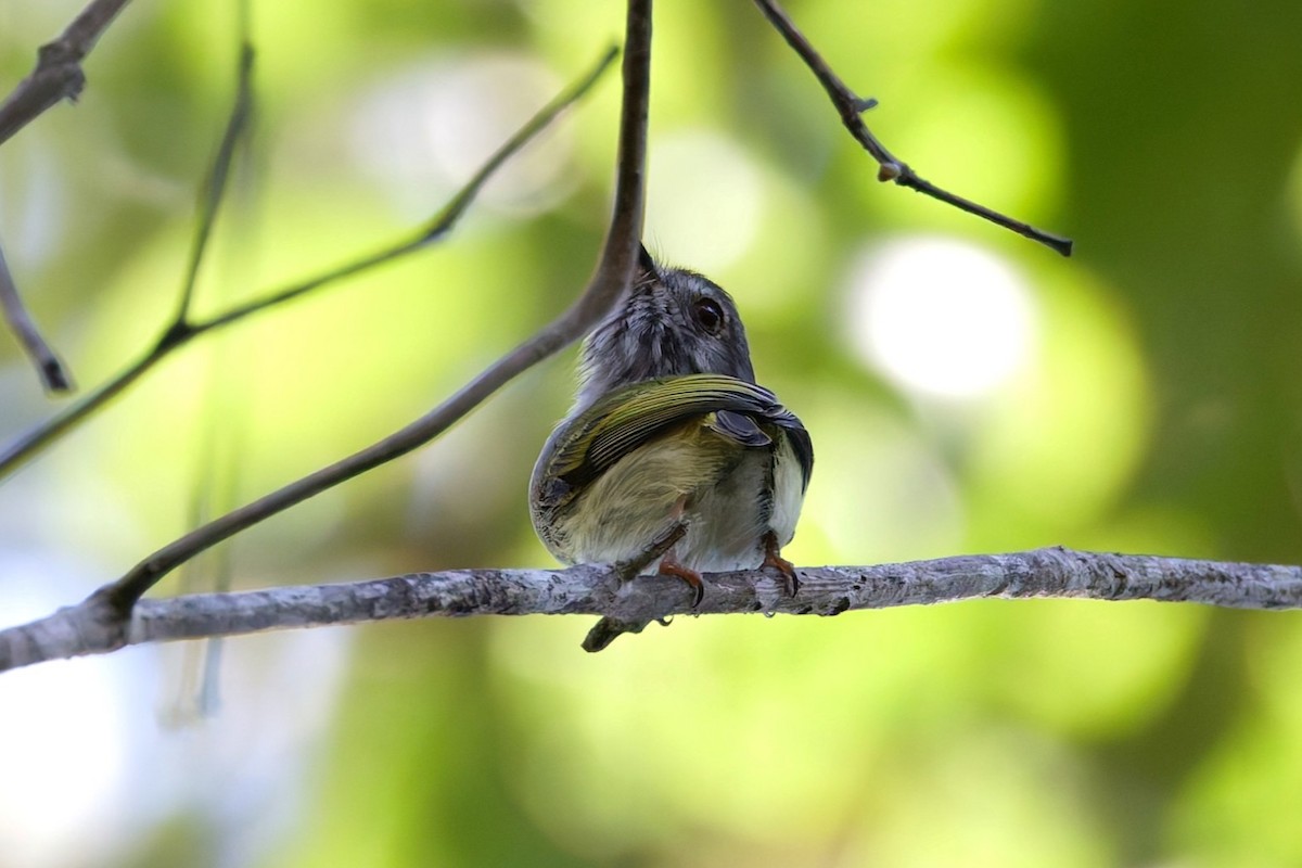 White-bellied Pygmy-Tyrant - ML640463777