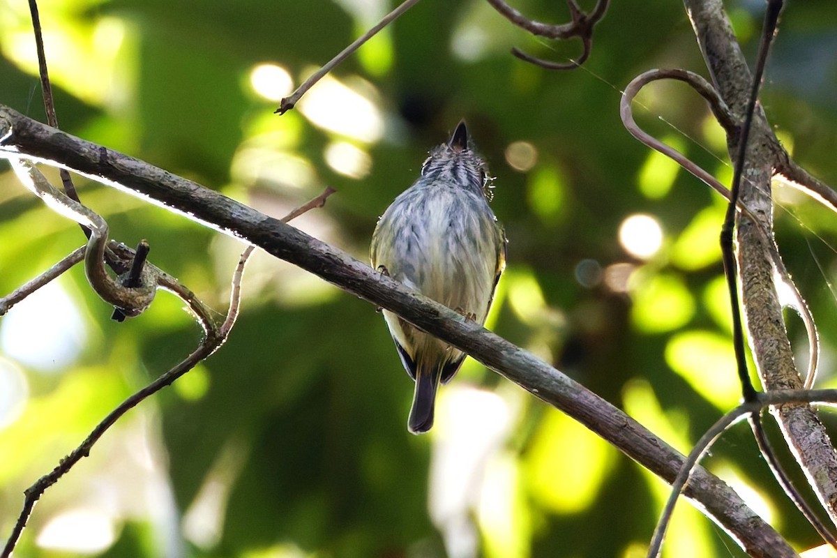 White-bellied Pygmy-Tyrant - ML640463779