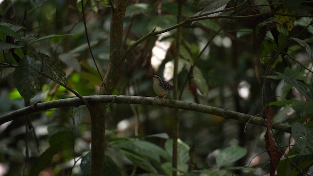 Striped Wren-Babbler - ML640463793