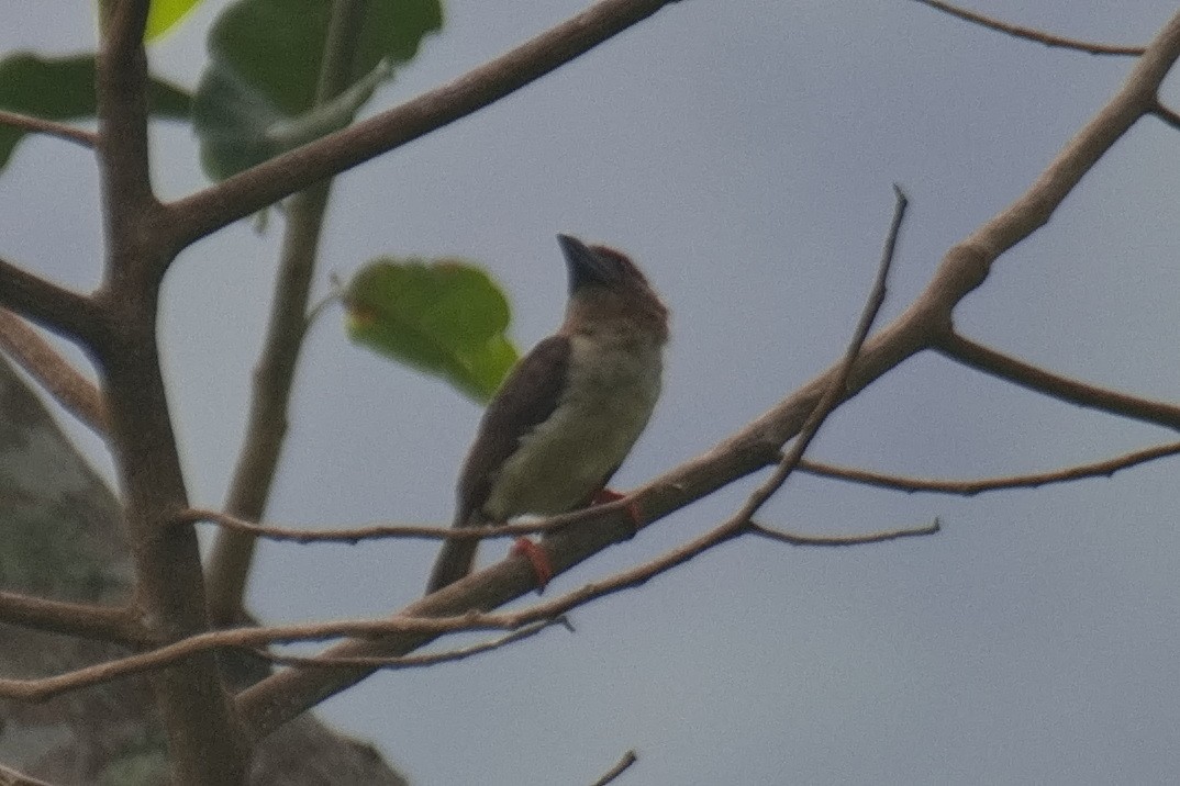 Sooty Barbet - ML640463798