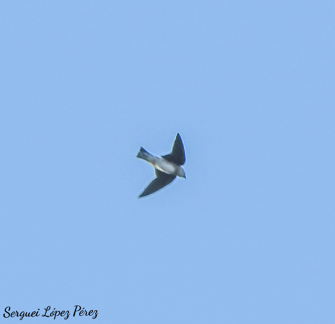 Cuban Martin - ML640463800