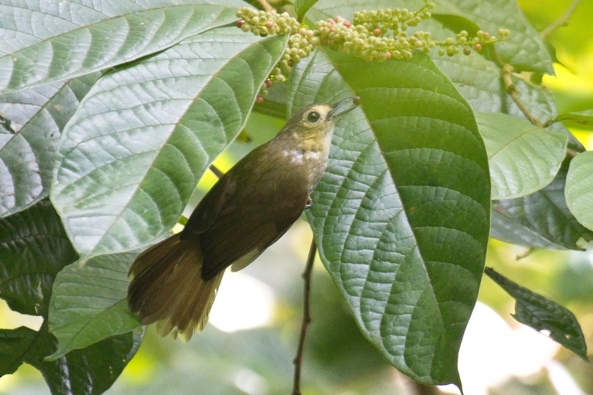 Hairy-backed Bulbul - ML640463844