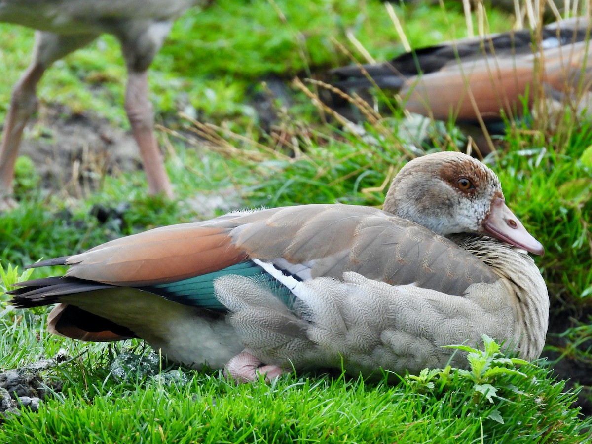 Egyptian Goose - ML640463871