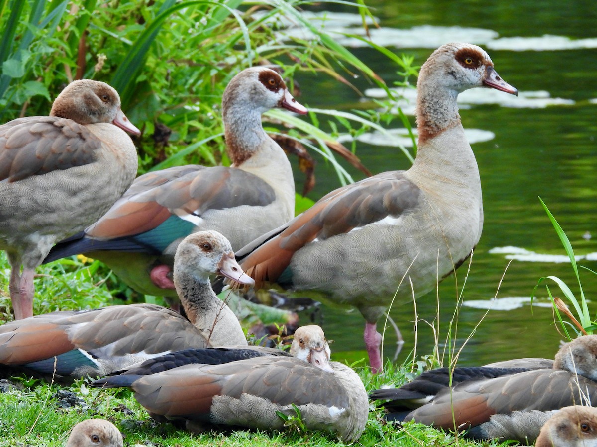 Egyptian Goose - ML640463872