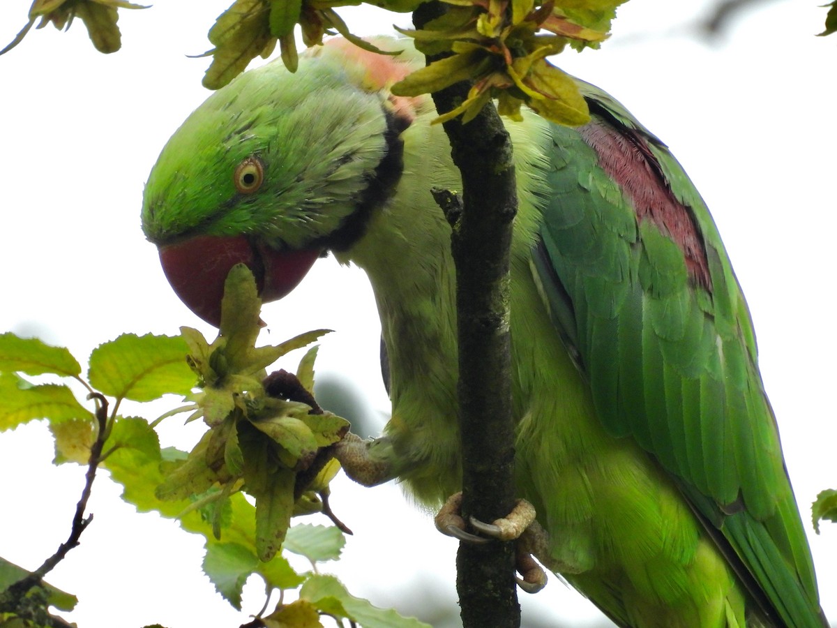 Alexandrine Parakeet - ML640463900