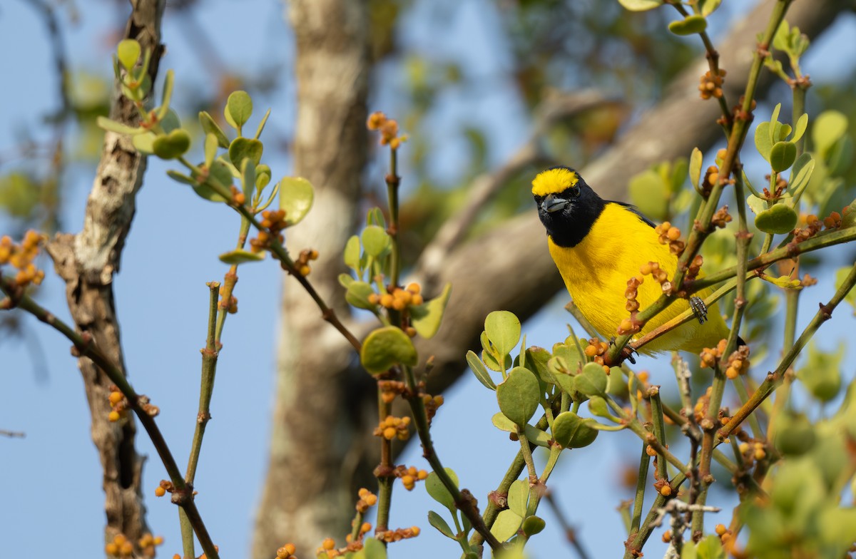 Scrub Euphonia - ML640463929