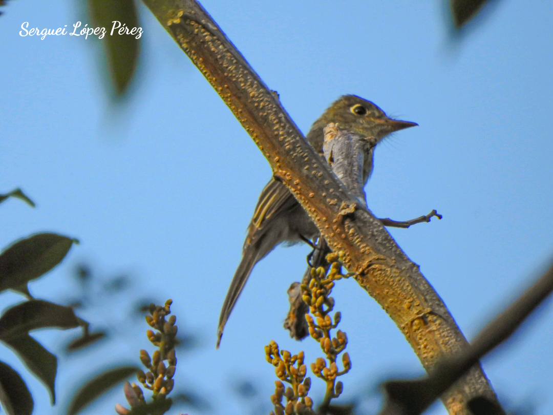 Cuban Pewee - ML640464014