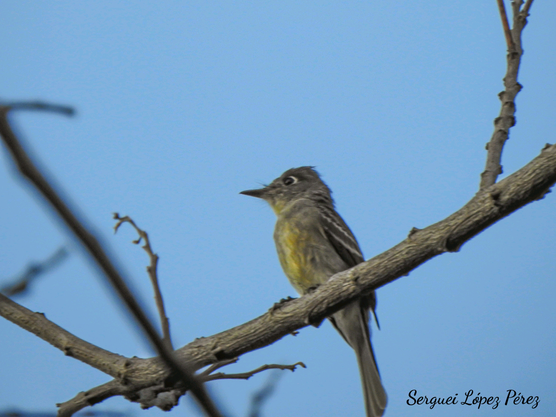 Cuban Pewee - ML640464016
