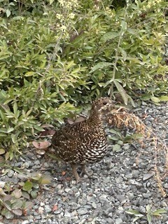 Spruce Grouse - ML640464076