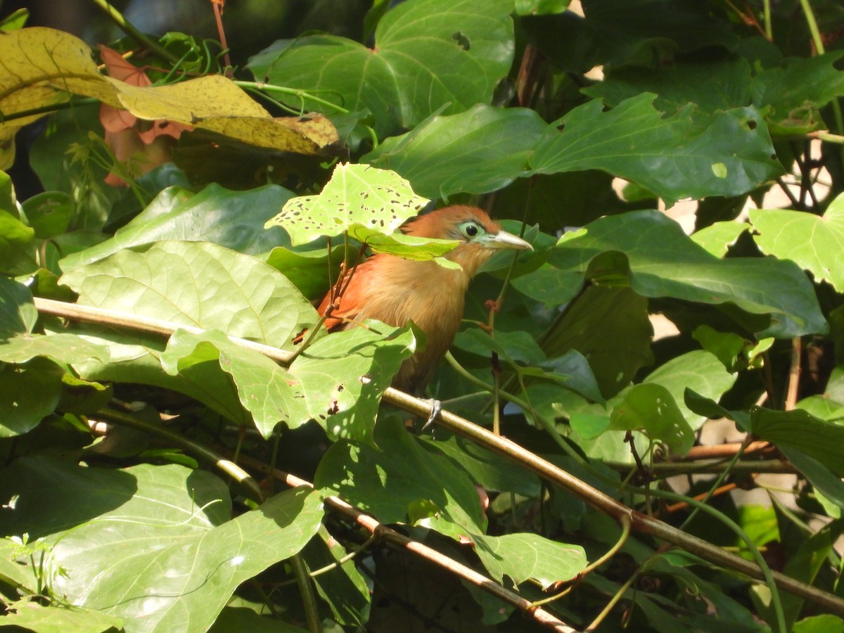 Raffles's Malkoha - ML640464086
