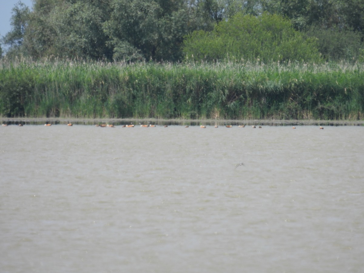 Ruddy Shelduck - ML640464143