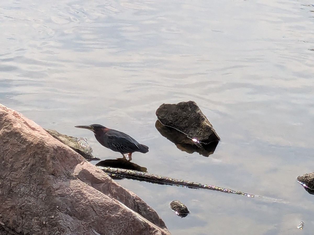 Green Heron - ML640464184