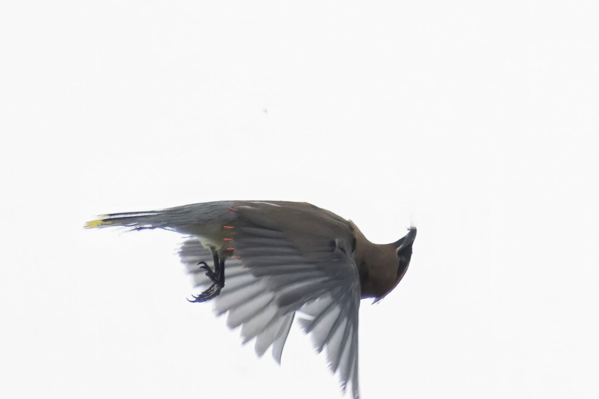 Cedar Waxwing - ML640464197