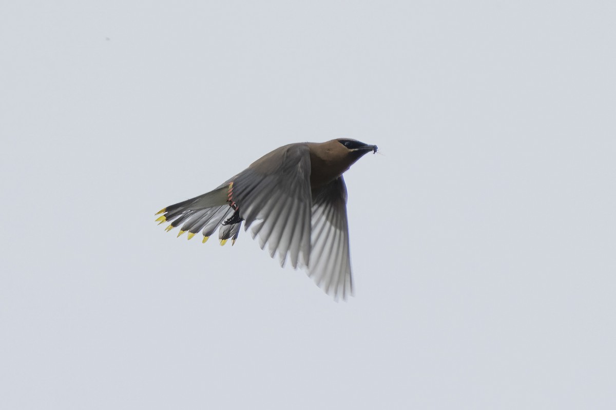 Cedar Waxwing - ML640464198