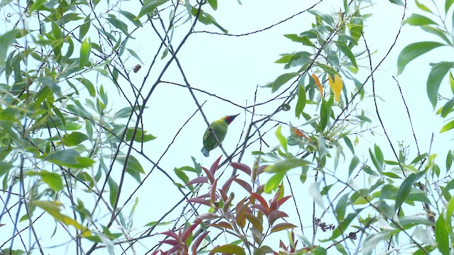Red-throated Barbet - ML640464201