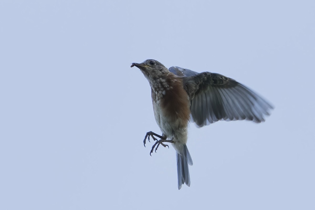Eastern Bluebird - ML640464202