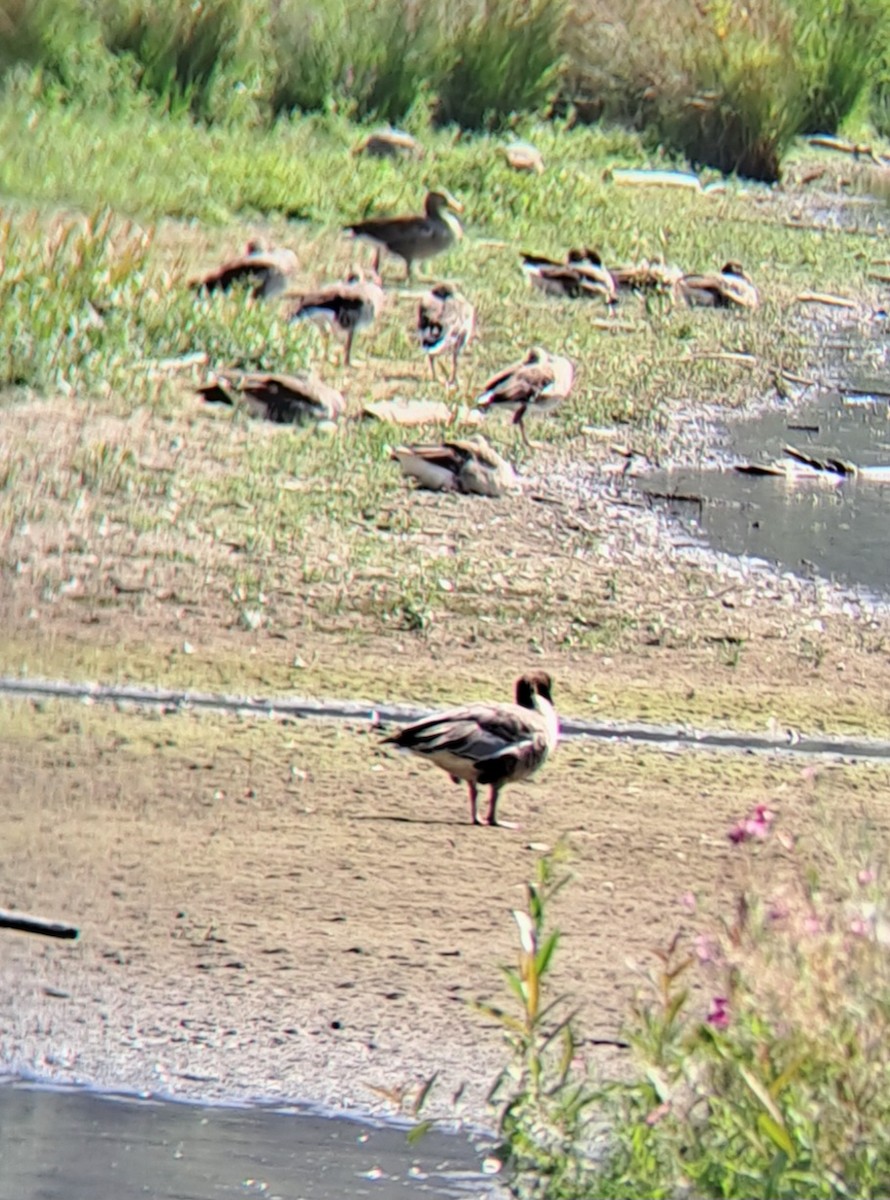 Greater White-fronted Goose - ML640464229