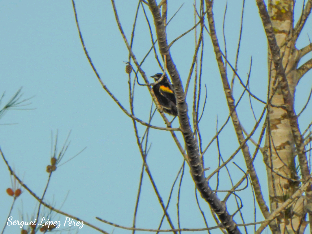 brunskuldertrupial - ML640464246