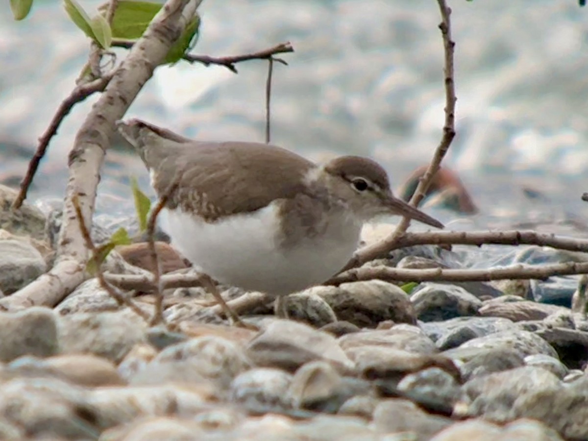 Spotted Sandpiper - ML640464347