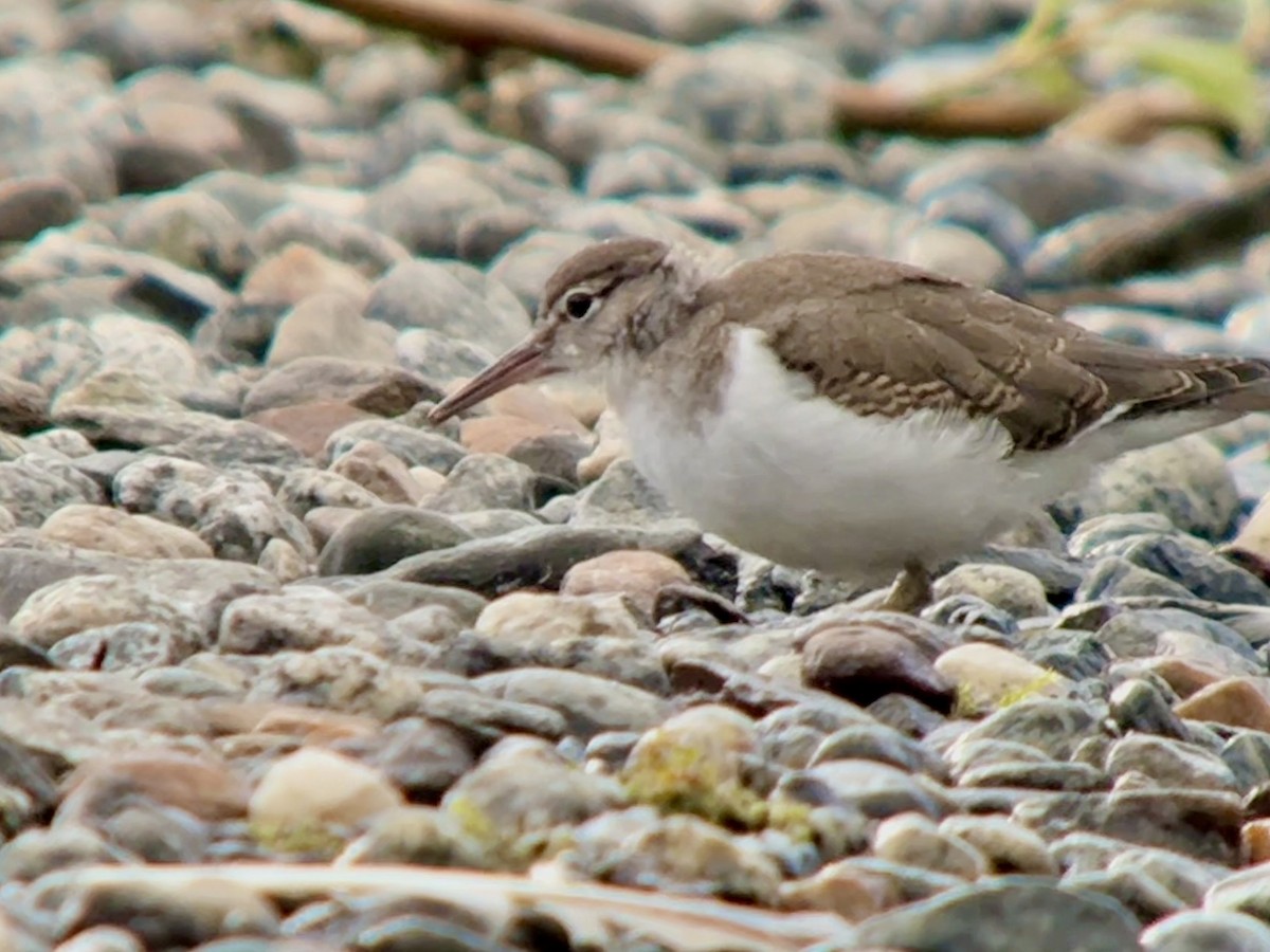 Spotted Sandpiper - ML640464348