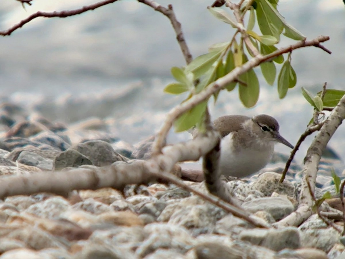 Spotted Sandpiper - ML640464349
