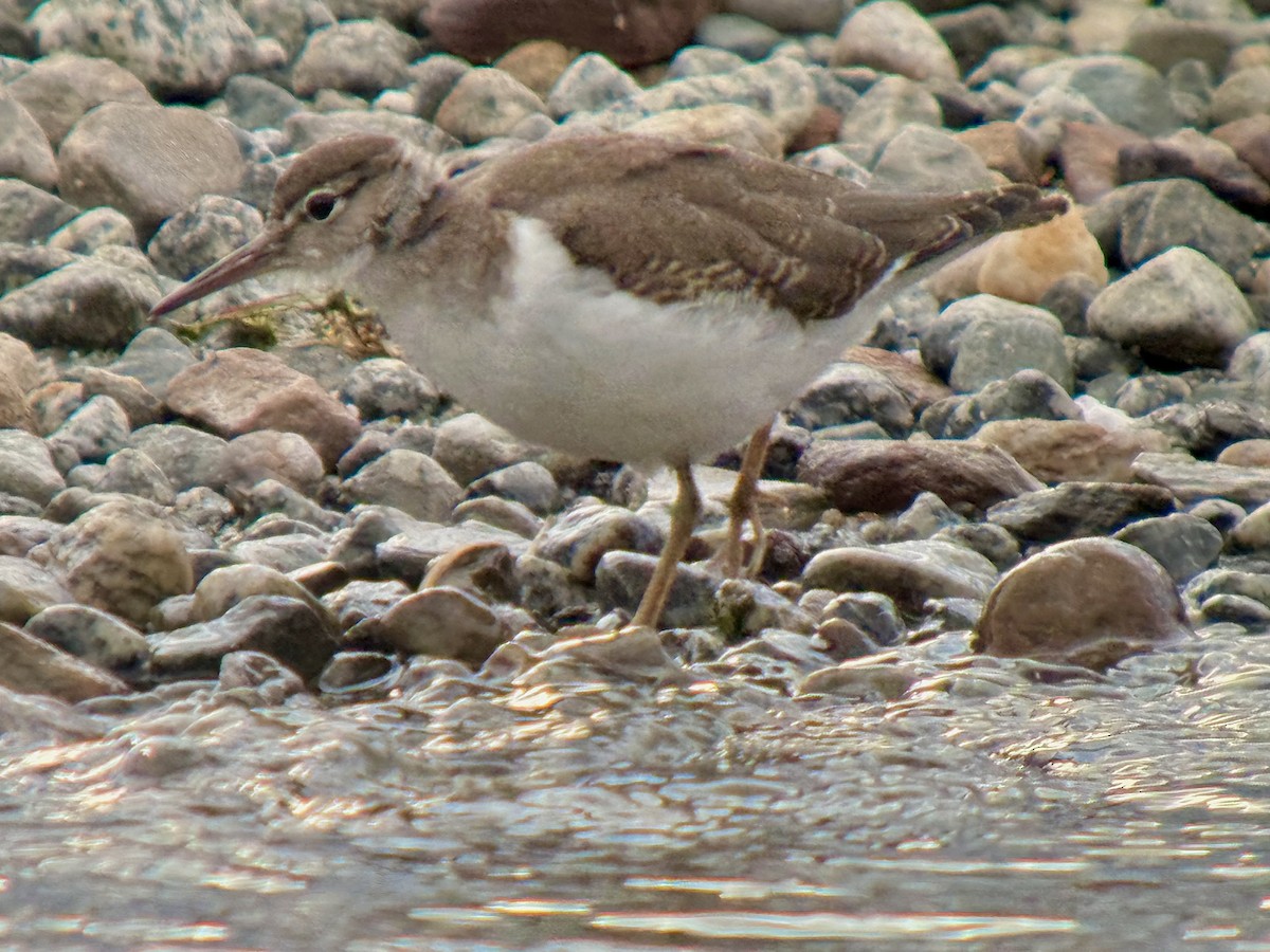 Spotted Sandpiper - ML640464350