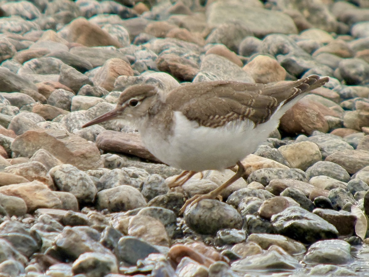 Spotted Sandpiper - ML640464351