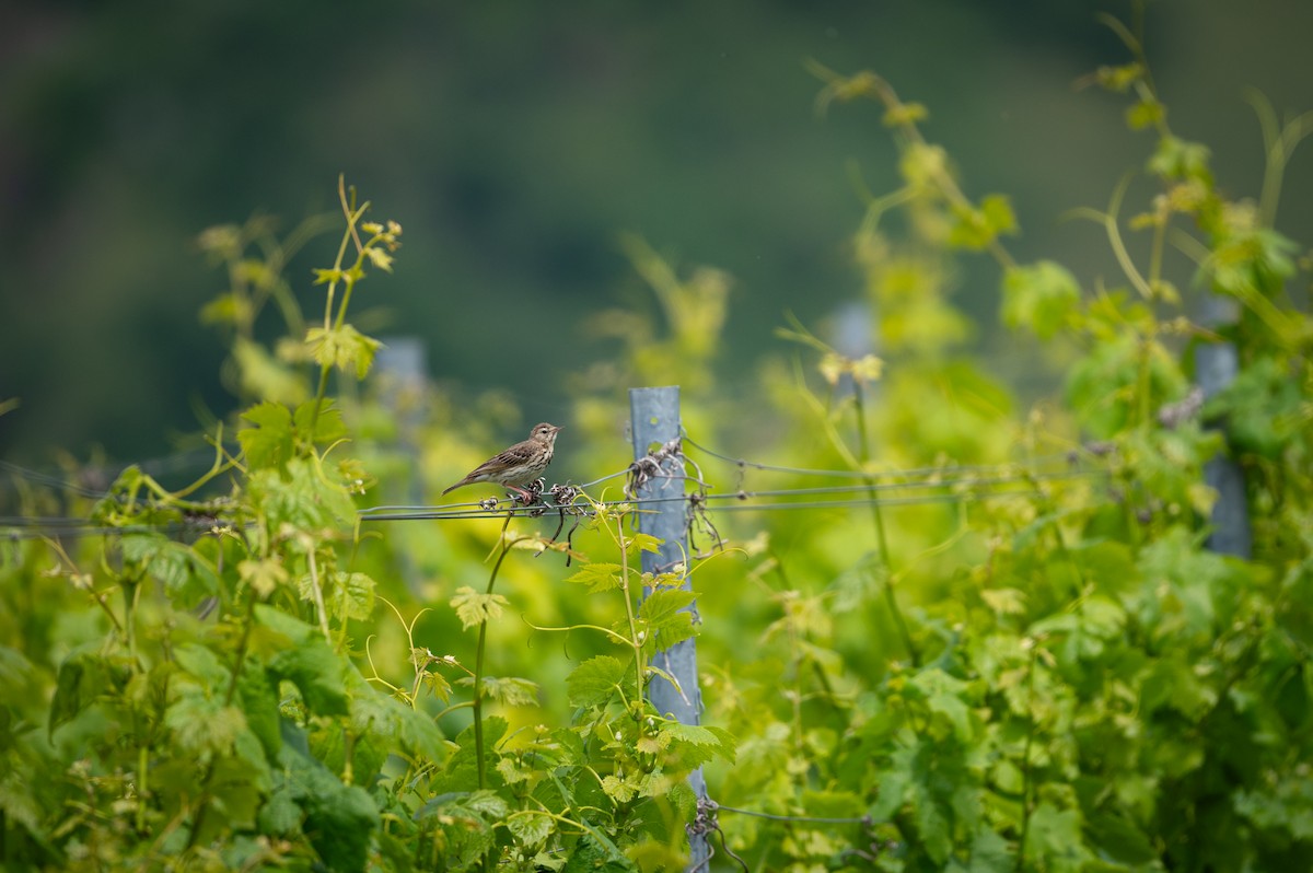 Tree Pipit - ML640464424