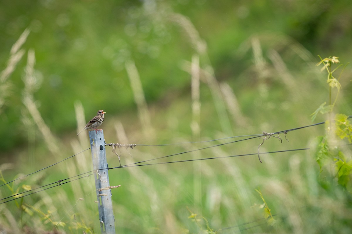 Tree Pipit - ML640464425