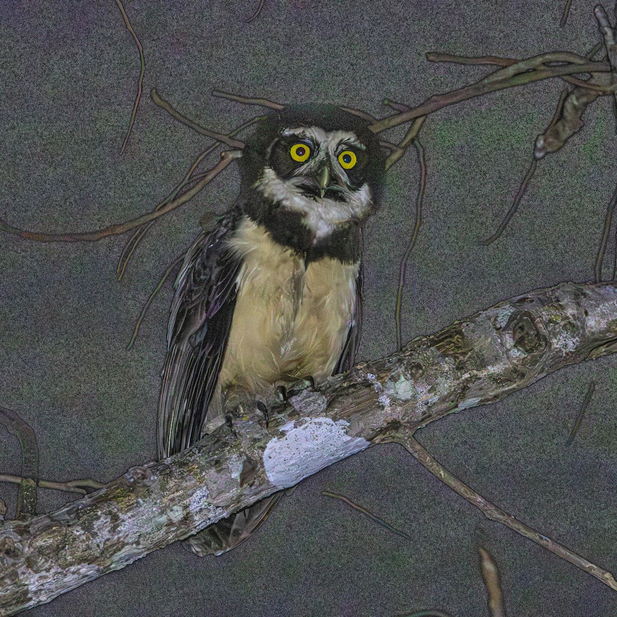 Spectacled Owl - ML640464461