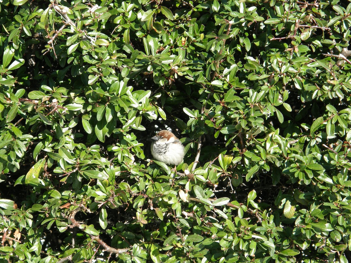 Italian Sparrow - ML640464525