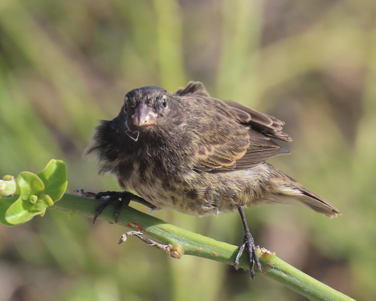 Genovesa Cactus-Finch - ML640464531