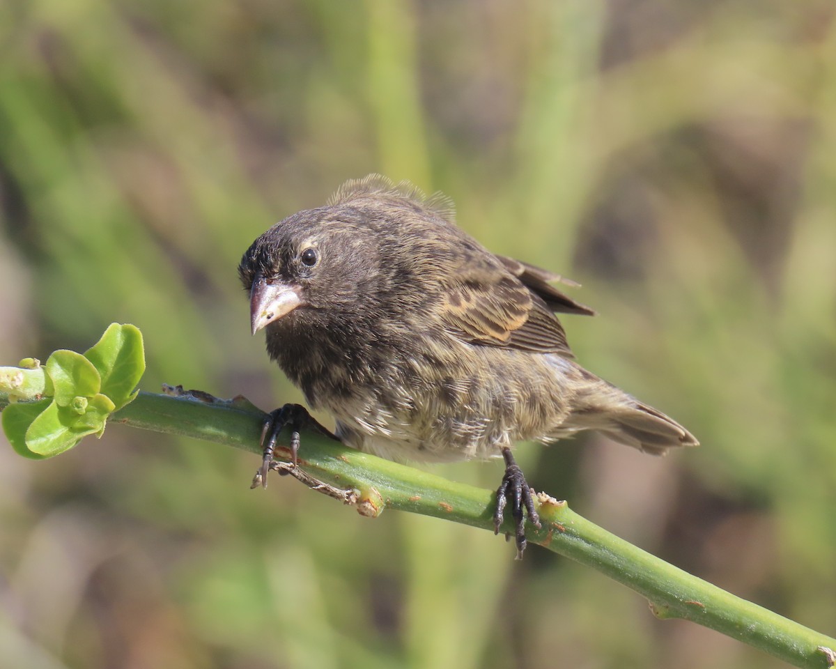 Genovesa Cactus-Finch - ML640464532