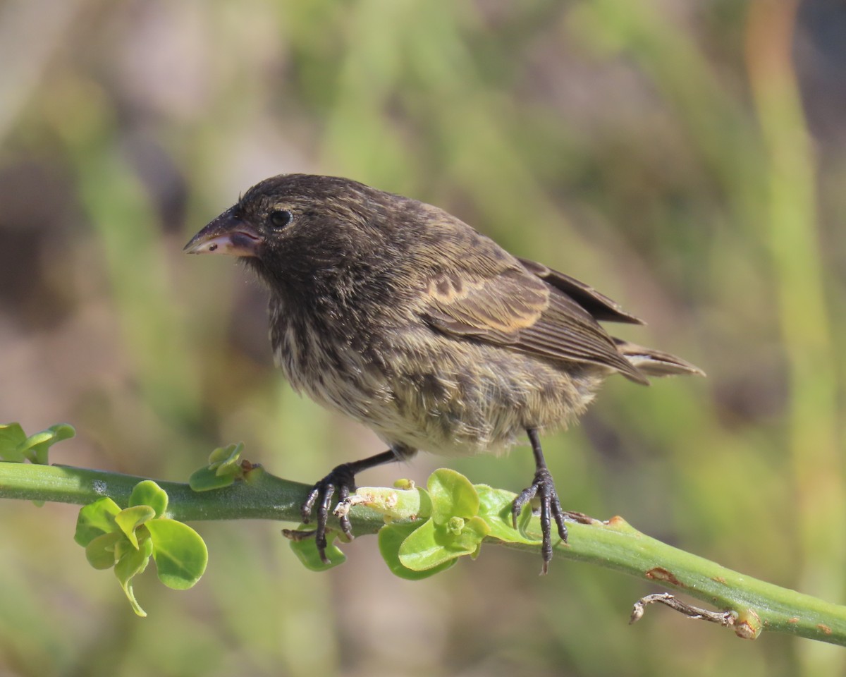Genovesa Cactus-Finch - ML640464533