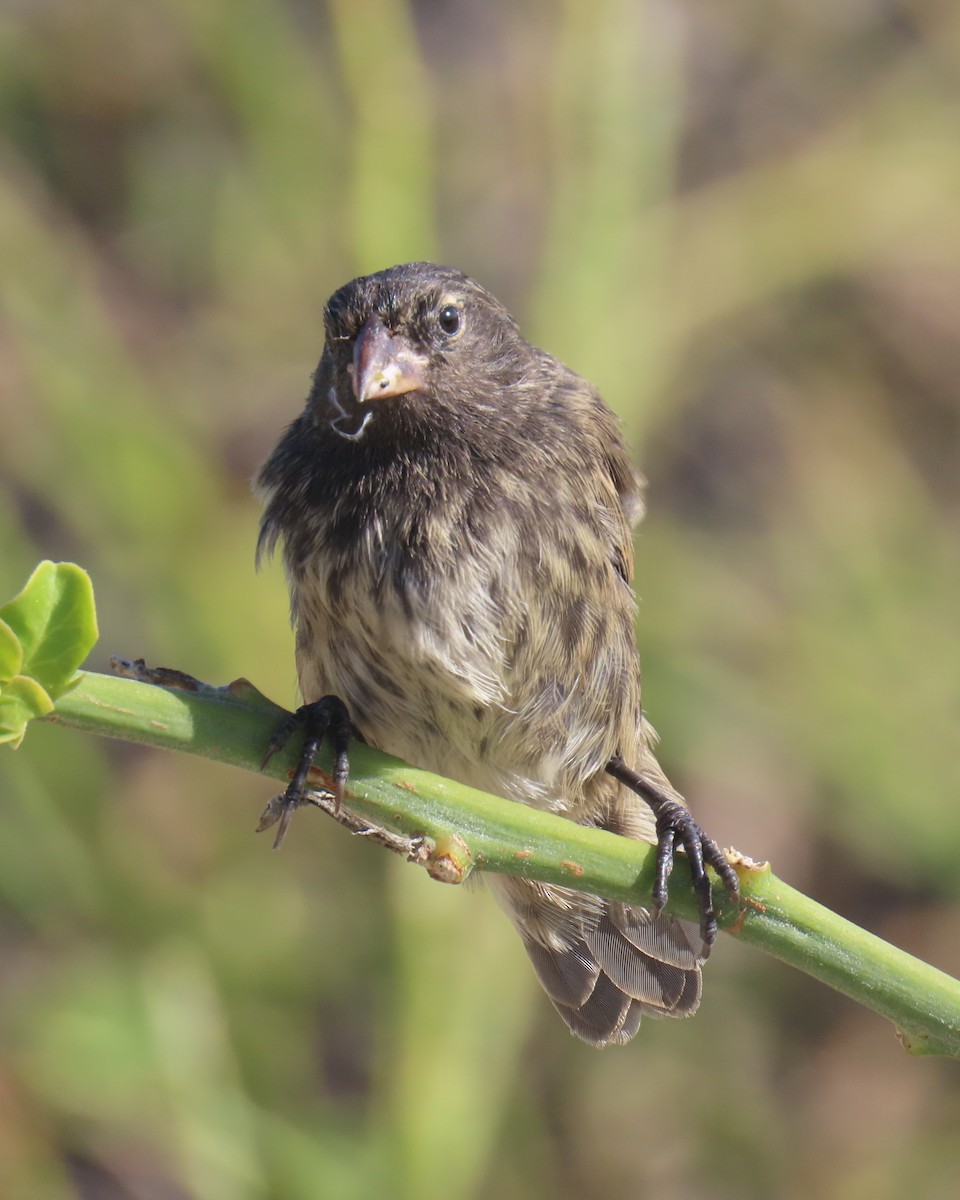 Genovesa Cactus-Finch - ML640464534