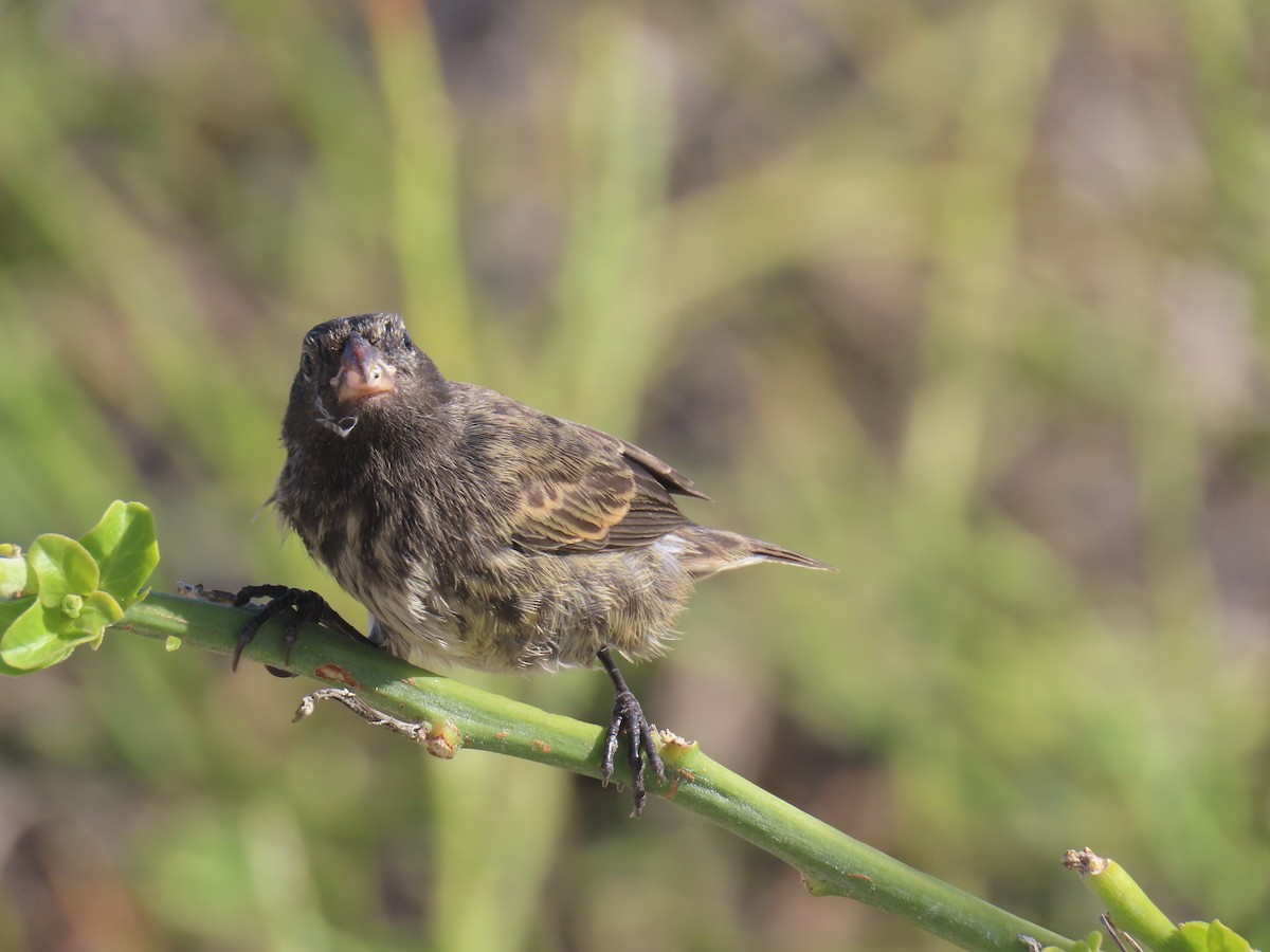 Genovesa Cactus-Finch - ML640464535