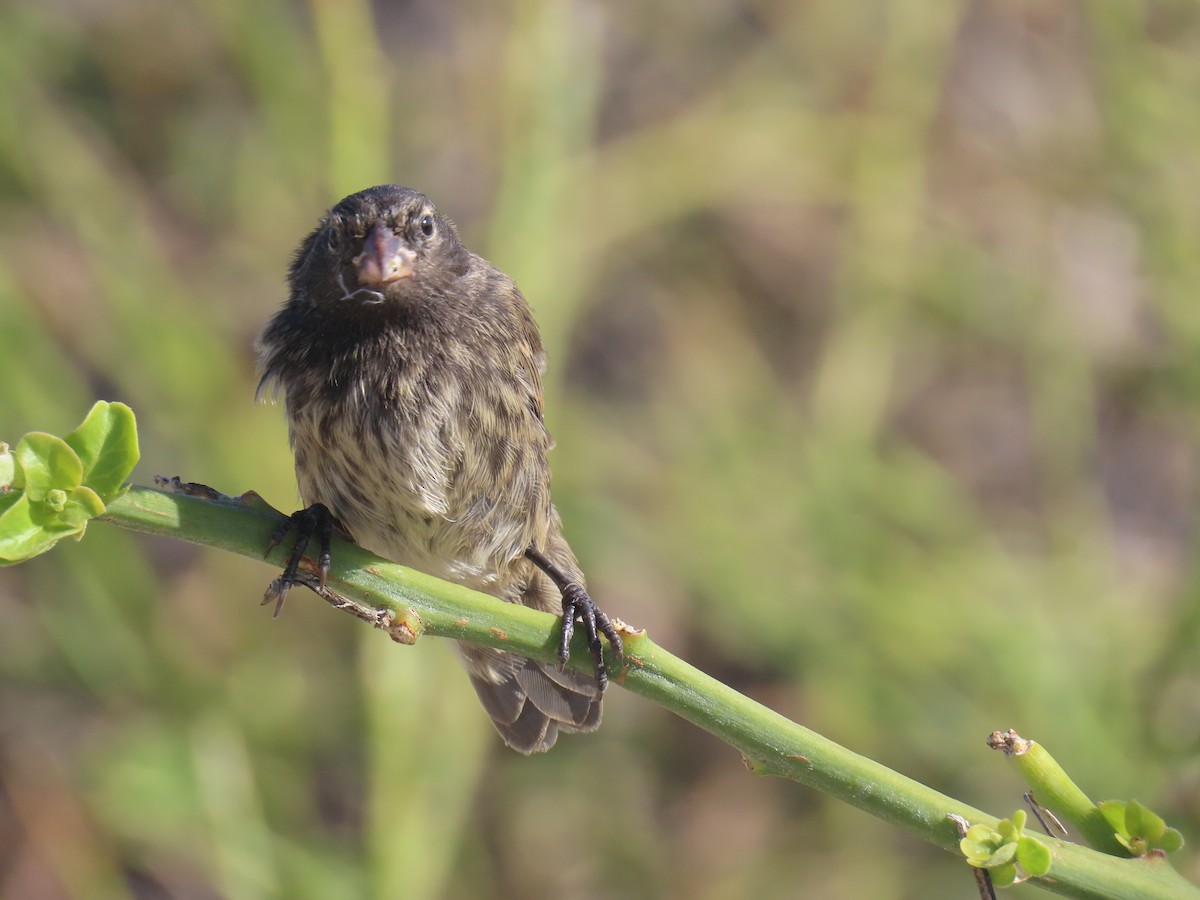 Genovesa Cactus-Finch - ML640464536