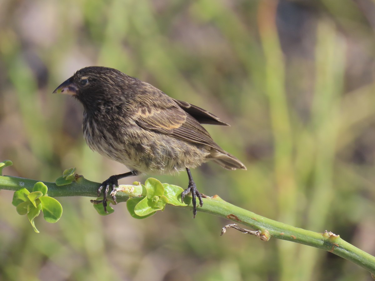 Genovesa Cactus-Finch - ML640464537
