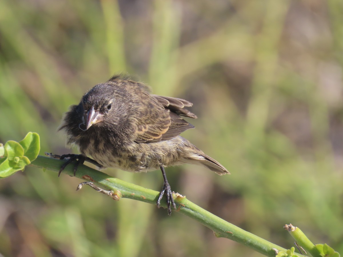 Genovesa Cactus-Finch - ML640464538