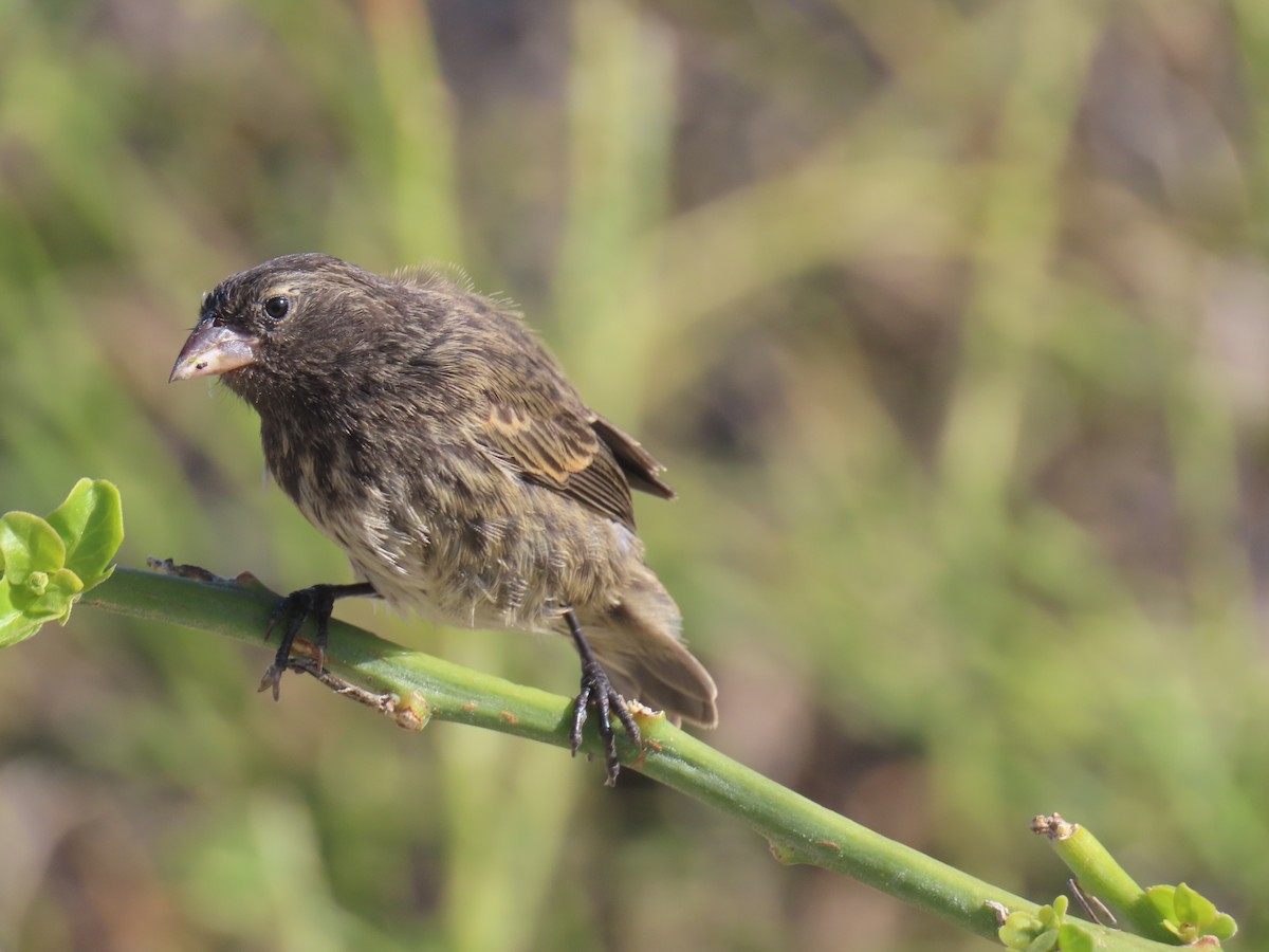 Genovesa Cactus-Finch - ML640464539
