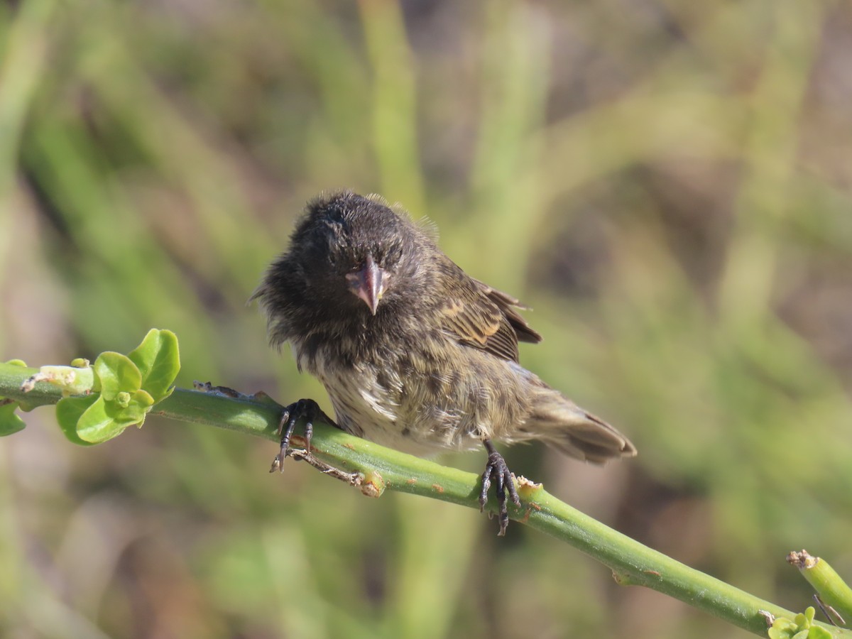 Genovesa Cactus-Finch - ML640464540