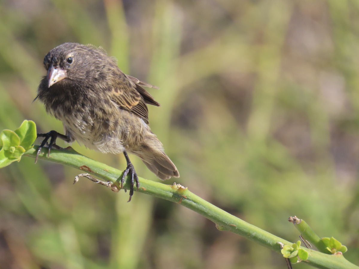 Genovesa Cactus-Finch - ML640464541