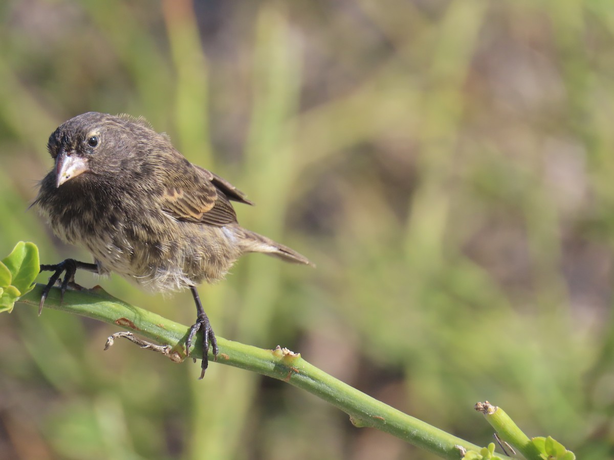 Genovesa Cactus-Finch - ML640464542