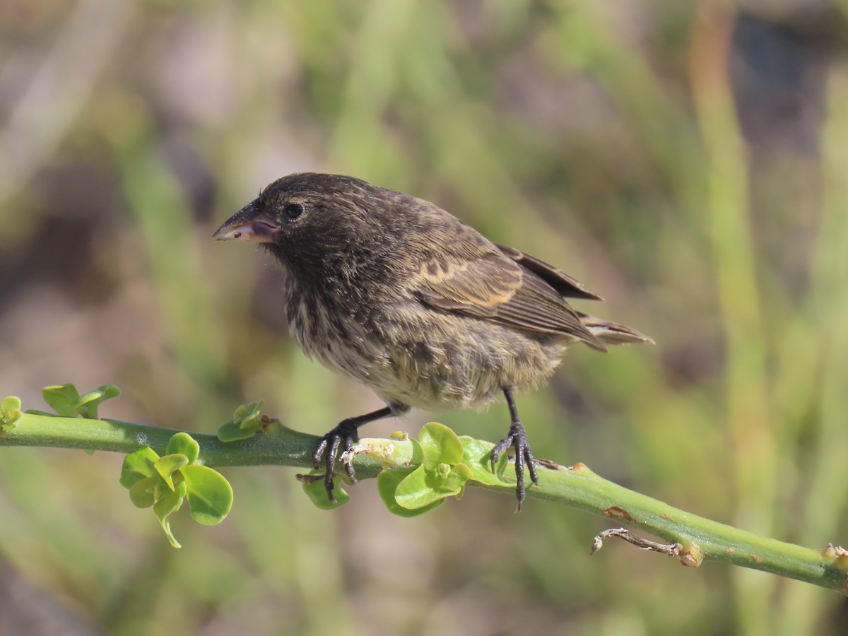 Genovesa Cactus-Finch - ML640464544
