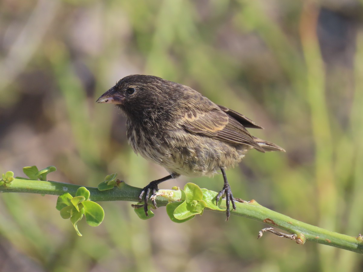 Genovesa Cactus-Finch - ML640464545
