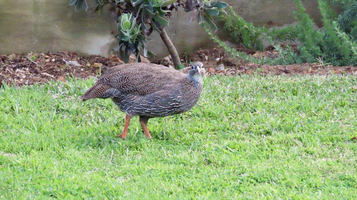 Cape Spurfowl - ML640464598