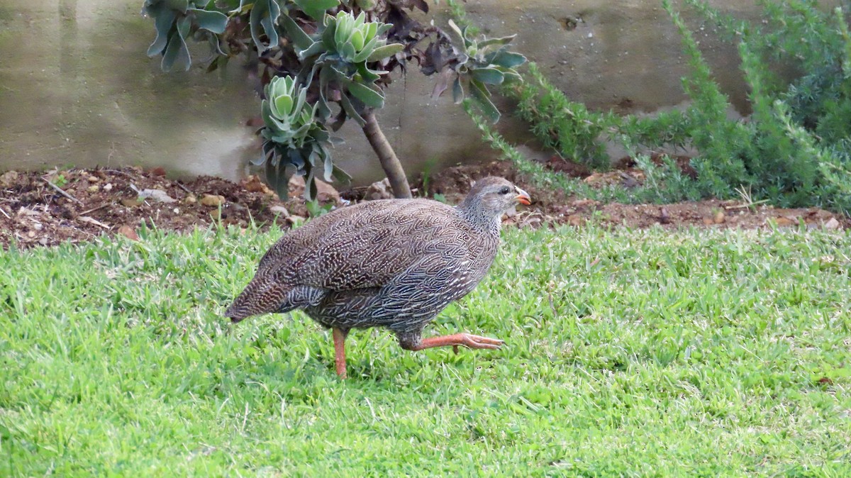 Cape Spurfowl - ML640464602