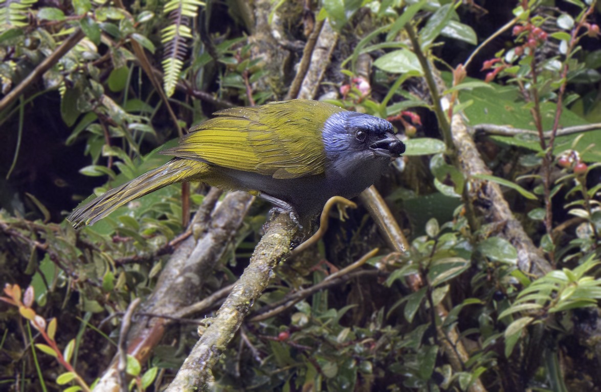 Blue-capped Tanager - ML640464685