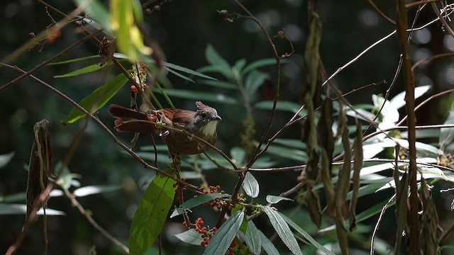 Penan Bulbul - ML640464746